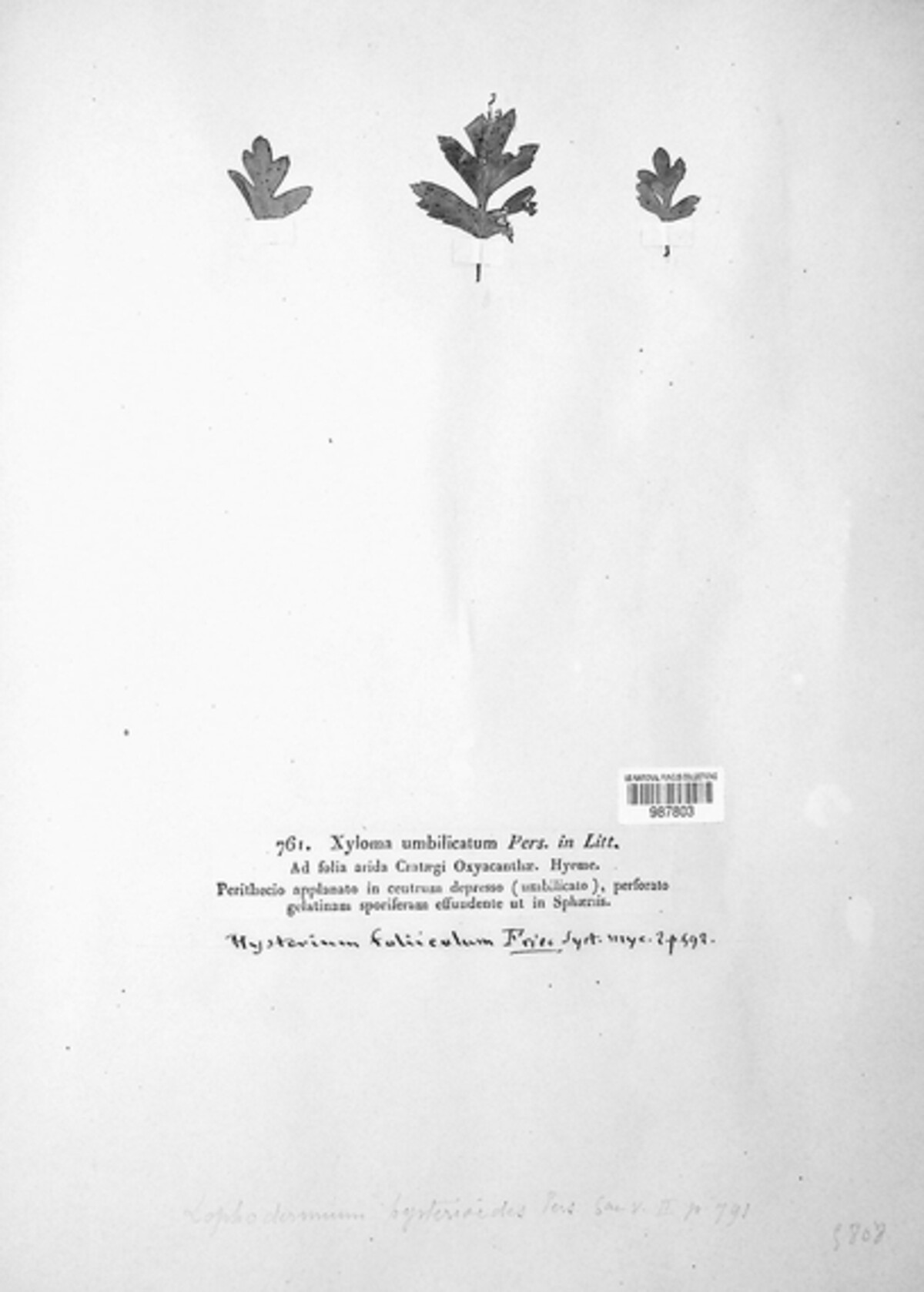 Hysterium foliicola image